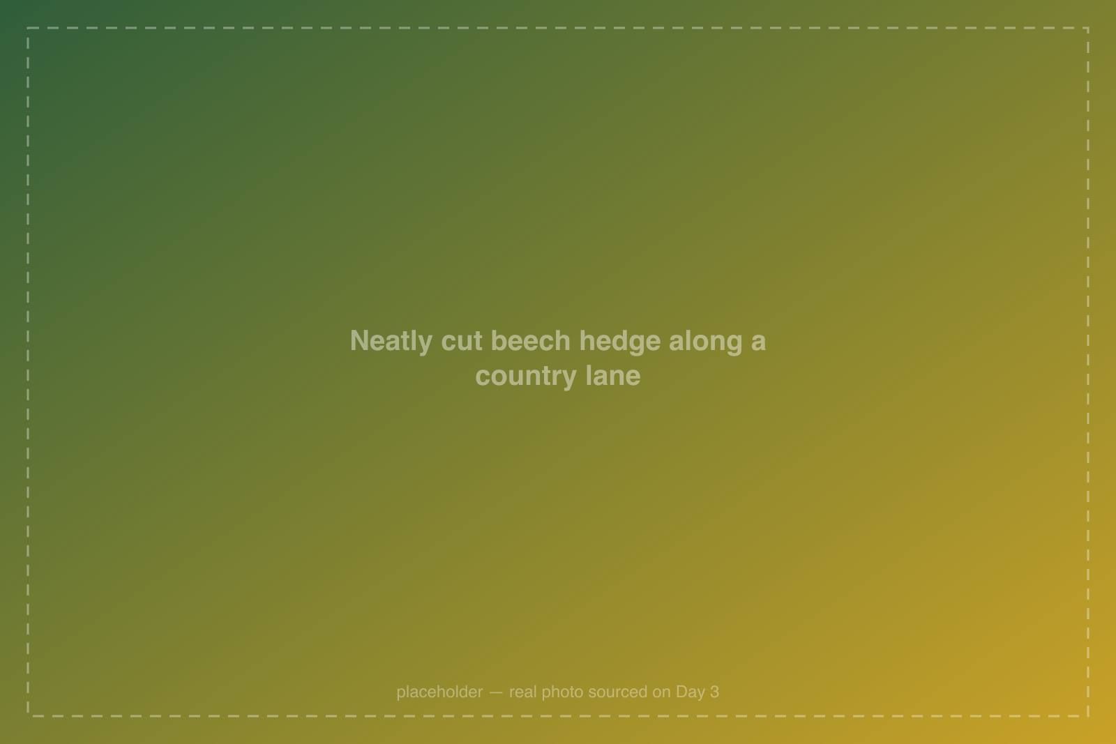 Neatly cut beech hedge along a country lane